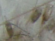 Neten